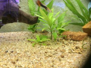 Deux corydoras cachés dans les plantes