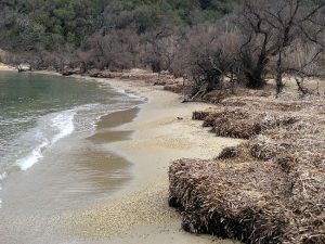 Banquette de posidonie http://doris.ffessm.fr/Especes/Posidonia-oceanica-Posidonie-265